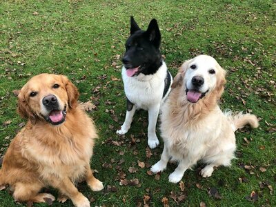 Kuma, Quincy en Buddy