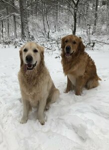 Quincy en Buddy